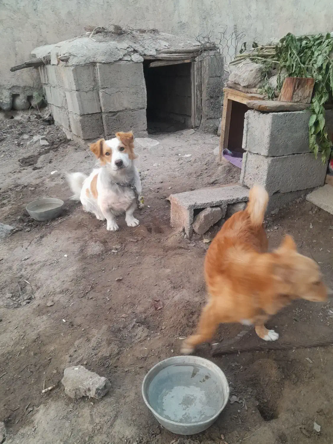 دو سگ پا کوتاه ب فروش میرسد|سگ|مشگین شهر, |دیوار