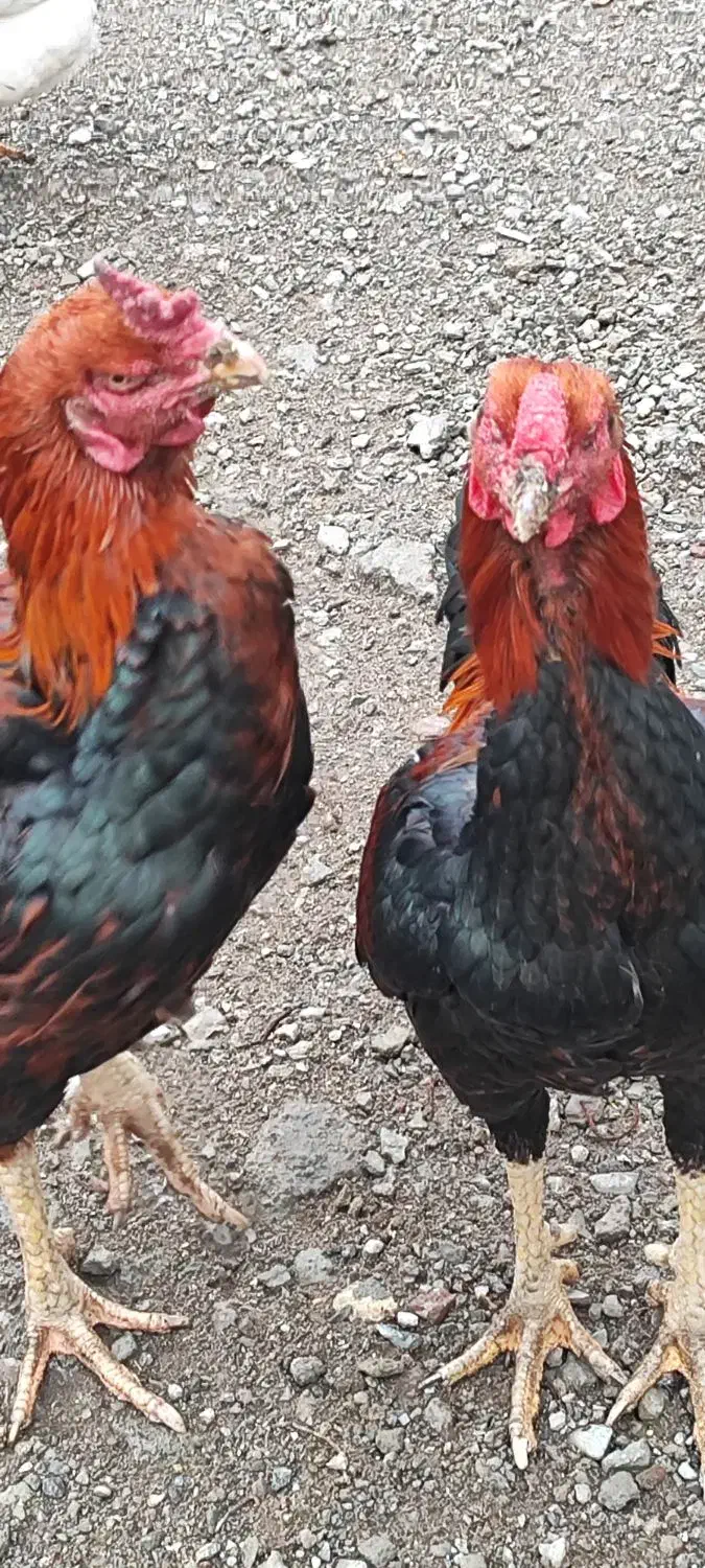 خروس لاری|حیوانات مزرعه|مشگین شهر, |دیوار