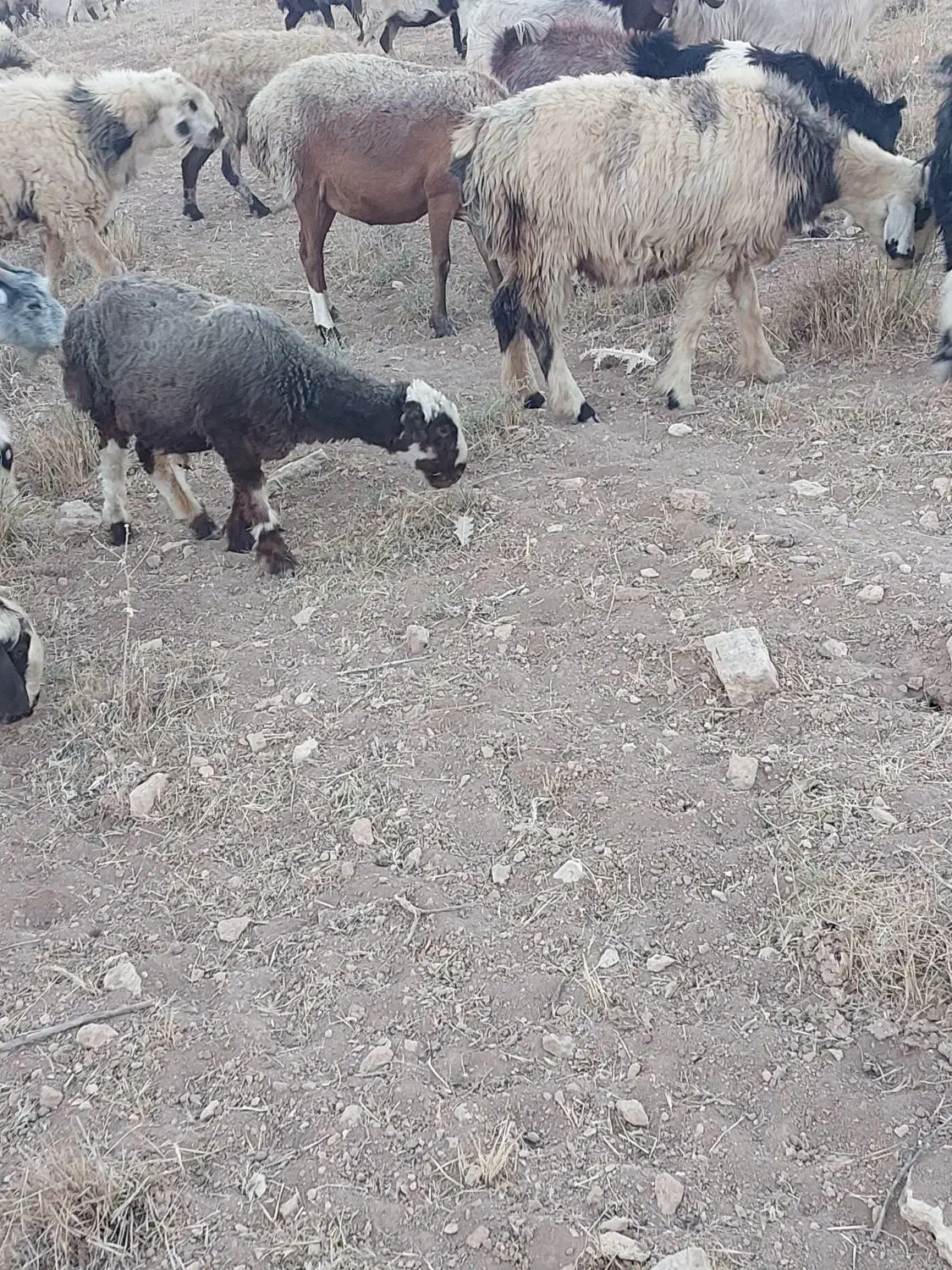 میش بره دار سرحال سالم سالم|حیوانات مزرعه|ارم, |دیوار