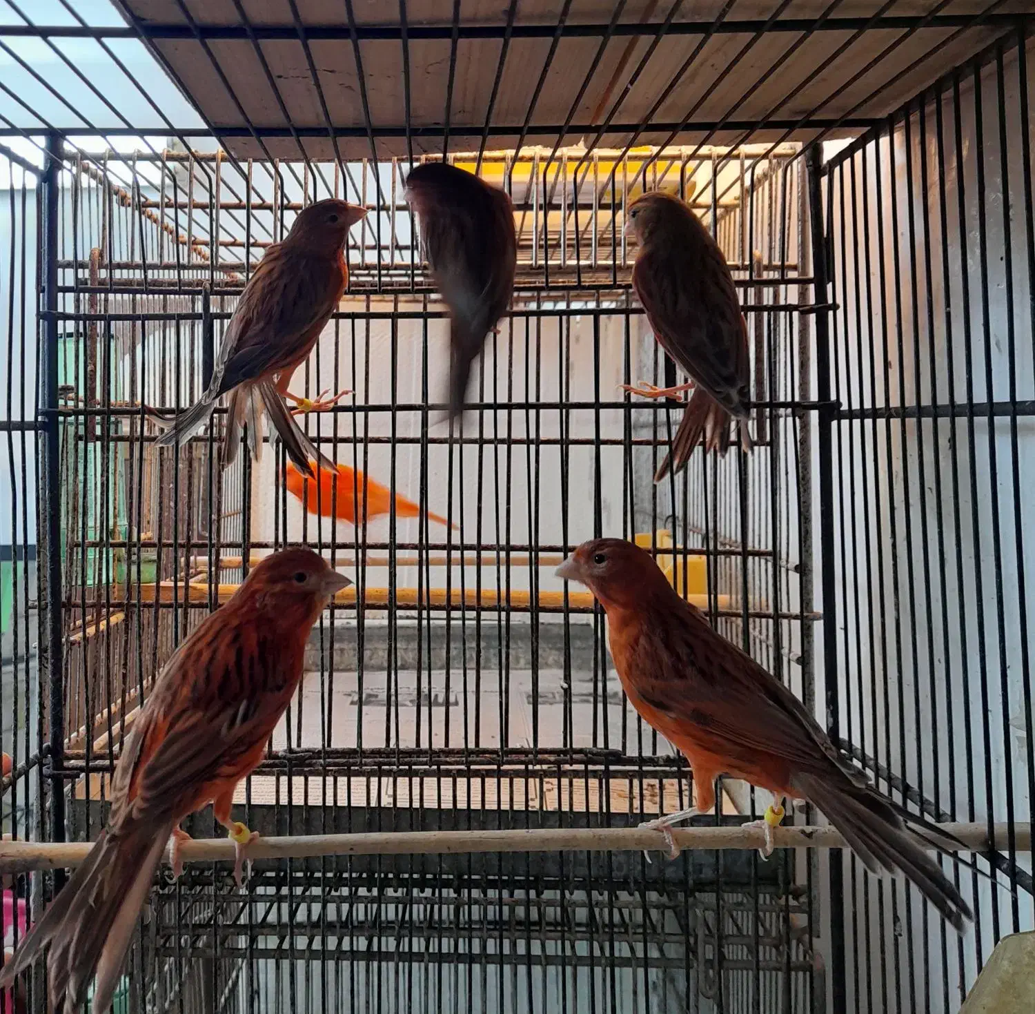 قناری ماده دارچینی|پرنده|قائمشهر, |دیوار