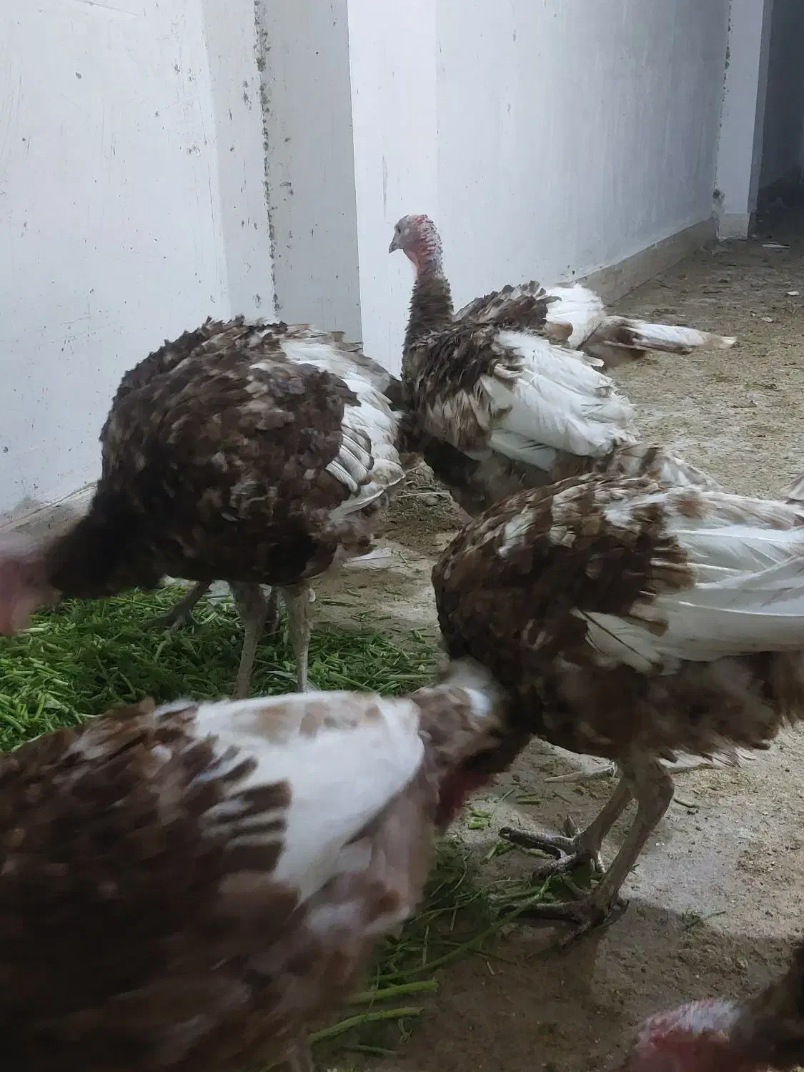 بوقلمون بوربون معاوضه|حیوانات مزرعه|باشت, |دیوار