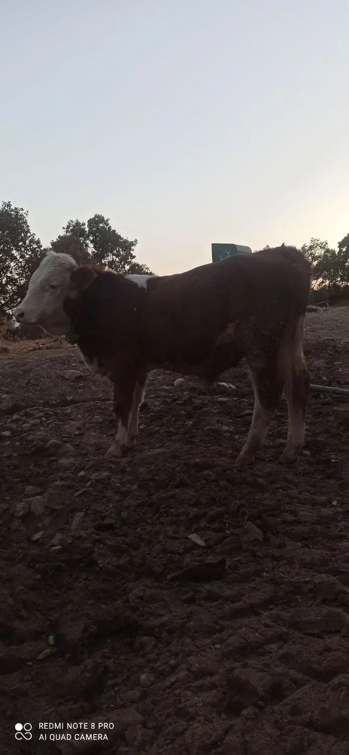 فروش گوساله نر|حیوانات مزرعه|خاو و میرآباد, |دیوار