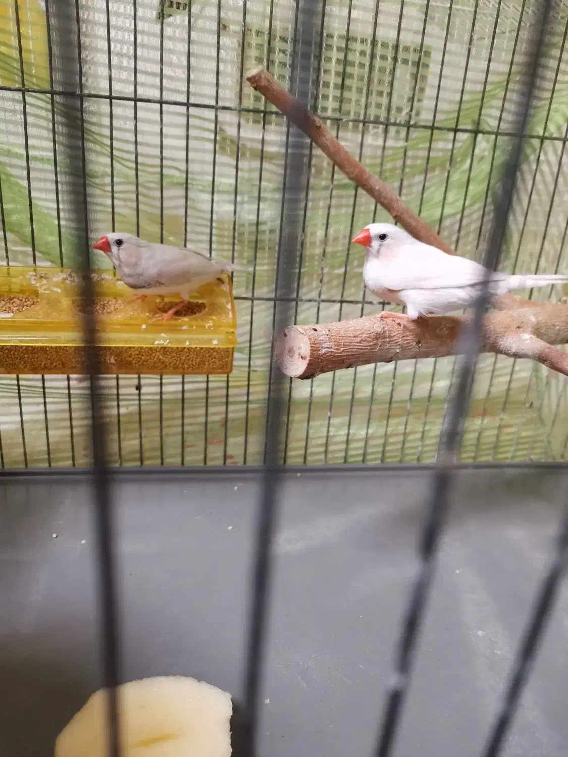 فنچ|پرنده|تهران, شکوفه|دیوار