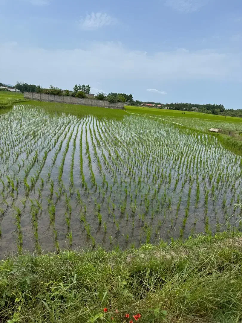 فروش زمین کشاورزی ۲۰۰۰متری معاوضه با خودرو|فروش دفتر صنعتی، کشاورزی، تجاری|رودسر, |دیوار