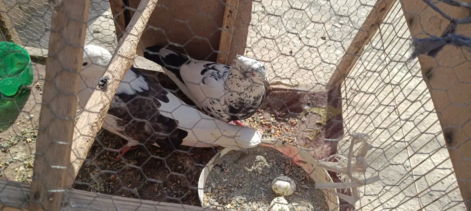 کفتر فروشی|پرنده|سراوان, |دیوار