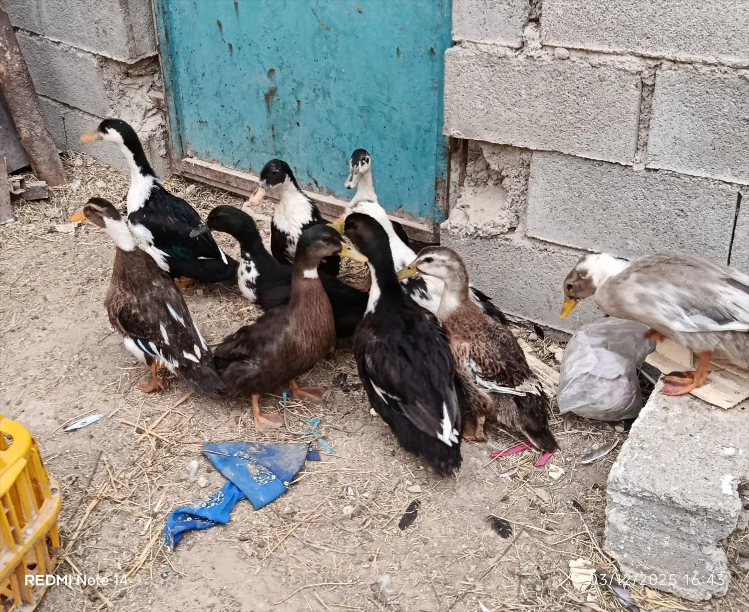 اردک محلی 10عدد|پرنده|رامشیر, |دیوار