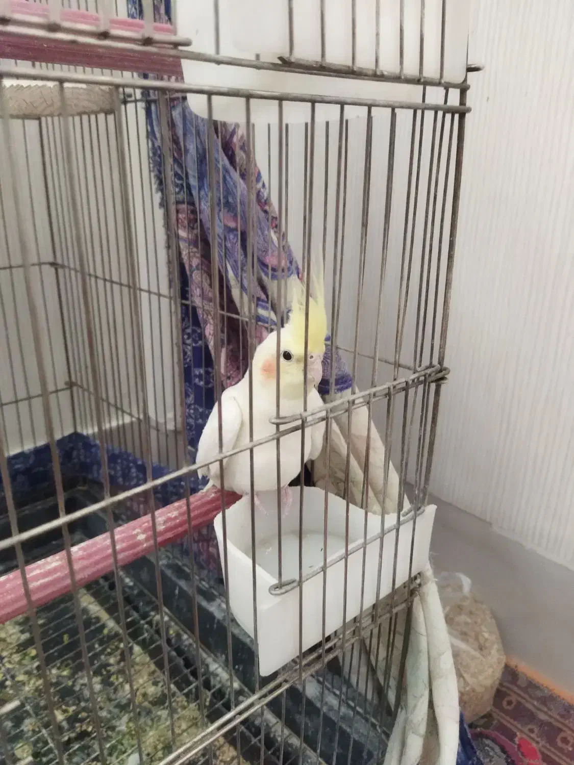 یک عدد عروس هلندی|پرنده|قم, پردیسان|دیوار