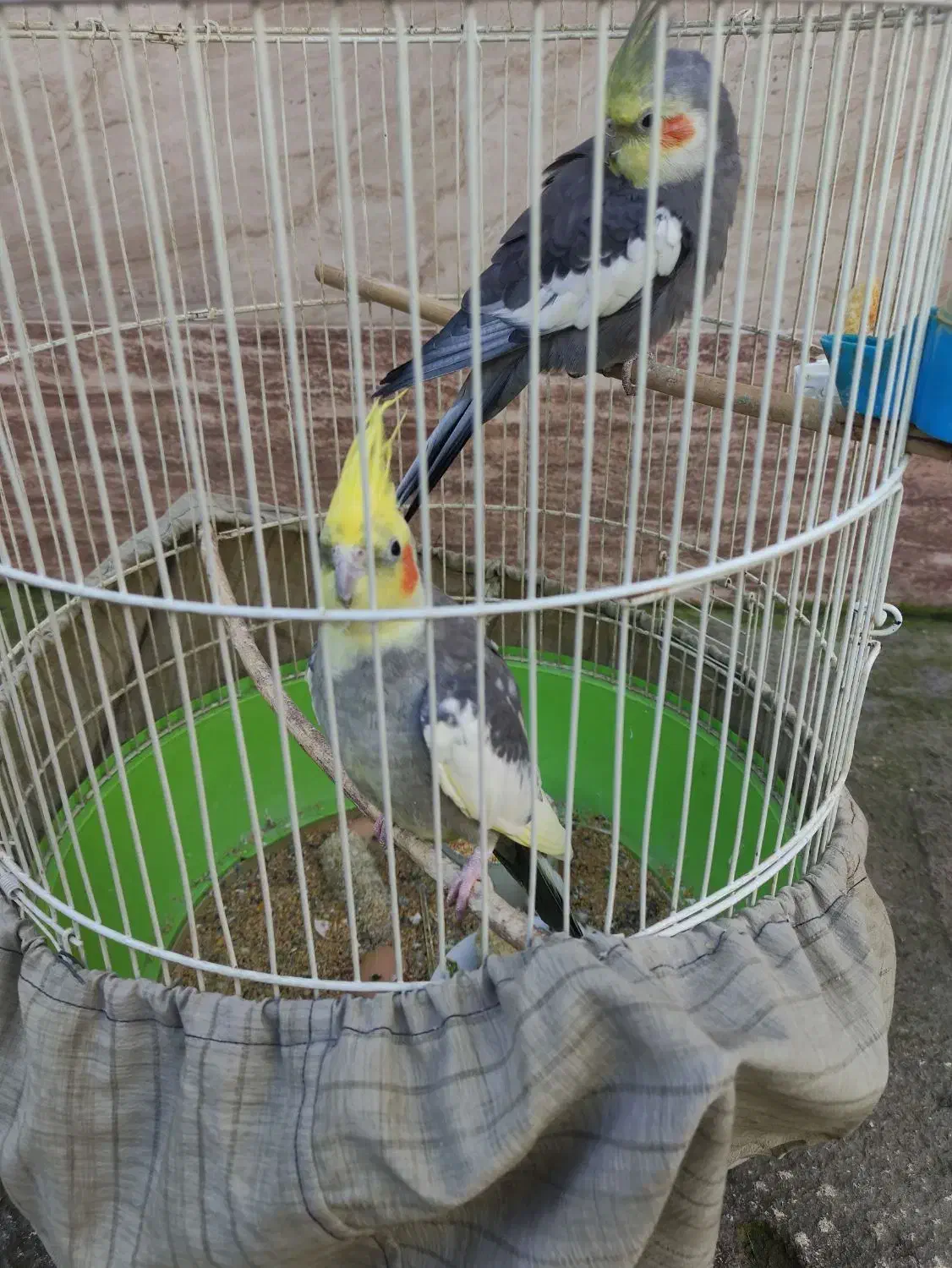 یک جفت عروس هلندی|پرنده|رشت, گلسار|دیوار