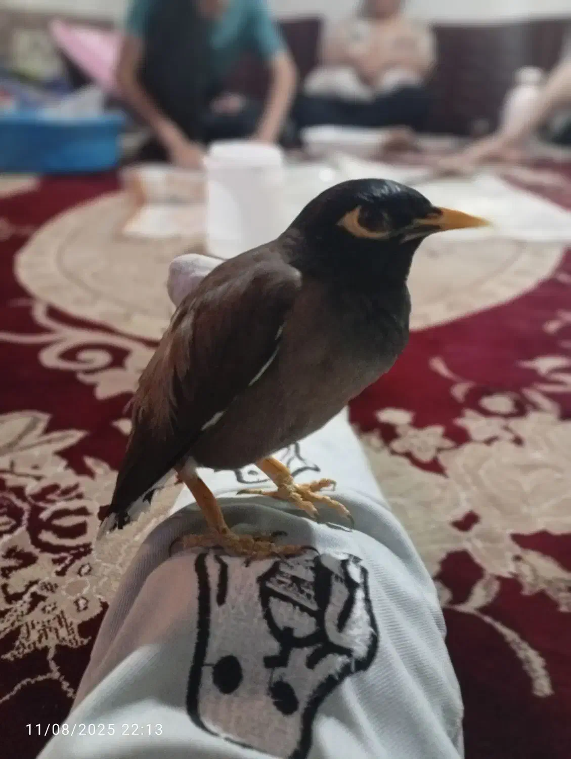 مرغ مینا|پرنده|لواسان, |دیوار