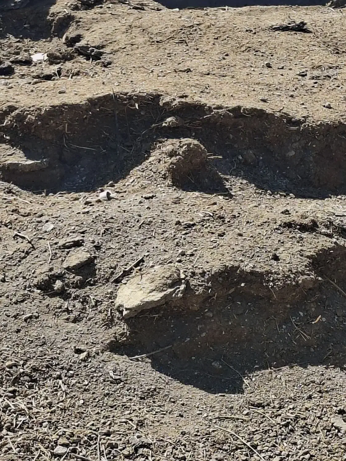 کود دامی گوسفندی|لوازم جانبی حیوانات|جوین, |دیوار