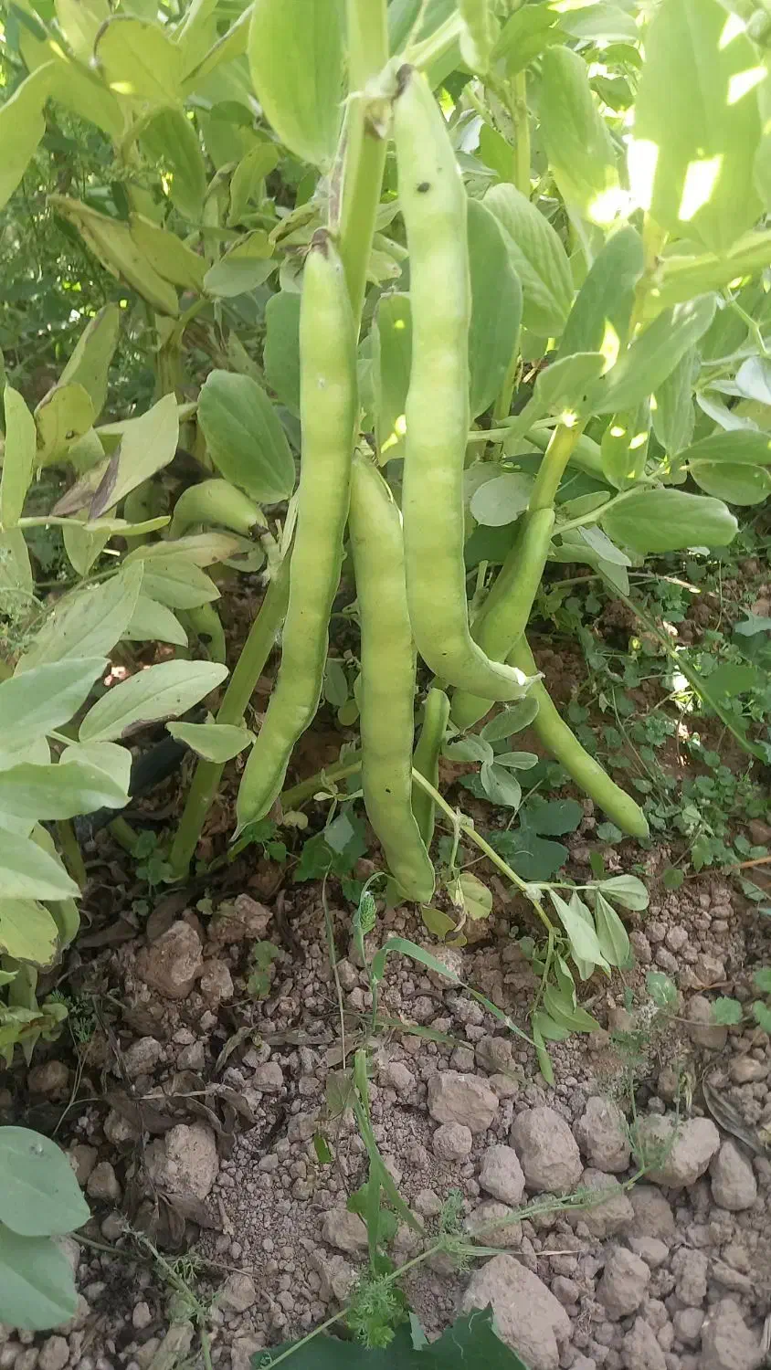 فروش ۳ تن باقلا رقم هیستال و برکت|خوردنی و آشامیدنی|داراب, |دیوار