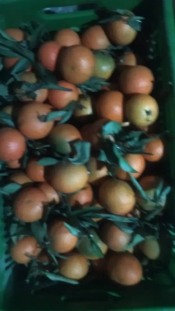 پرتقال نارنگی|خدمات باغبانی و درختکاری|چابکسر, |دیوار