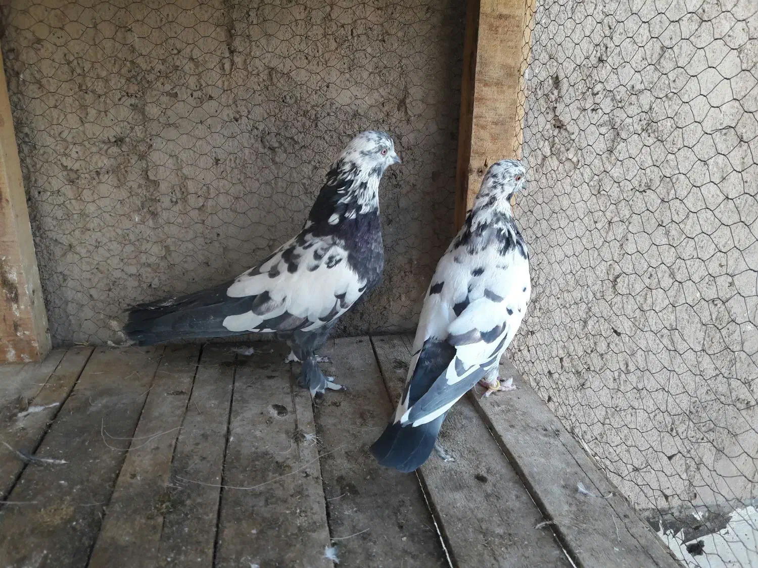 دوچرخه موتورسیکلت|دوچرخه، اسکیت، اسکوتر|آران و بیدگل, |دیوار