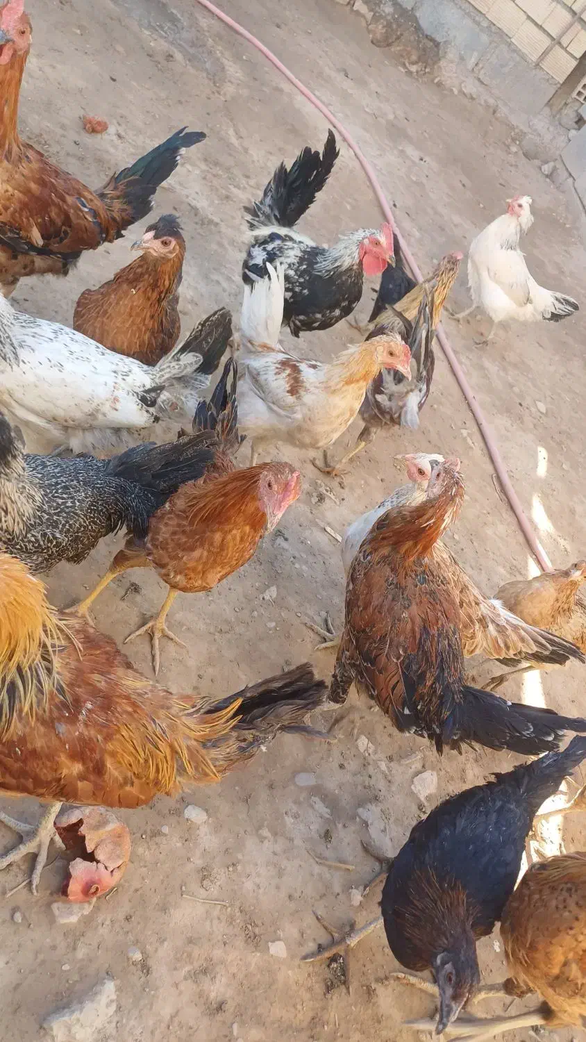 مرغ و خروس|حیوانات مزرعه|رومشکان, |دیوار