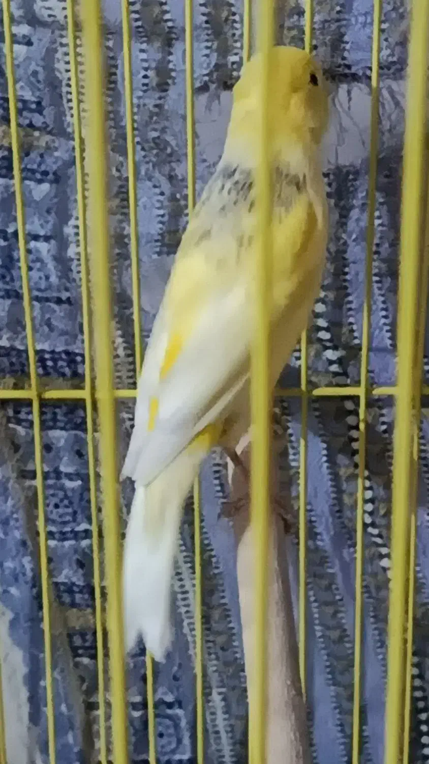 فروش قناری و|پرنده|مرودشت, فرهنگ|دیوار