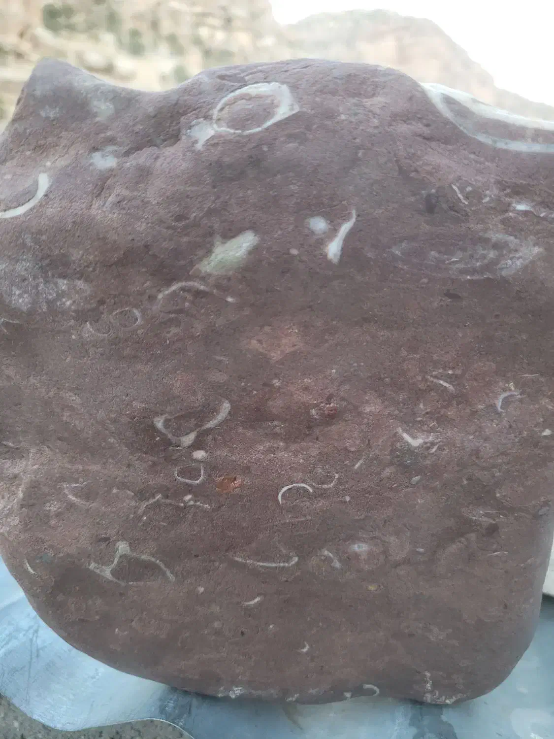 سنگ فوصیل یا چی|کلکسیون اشیاء عتیقه|آفتاب, |دیوار