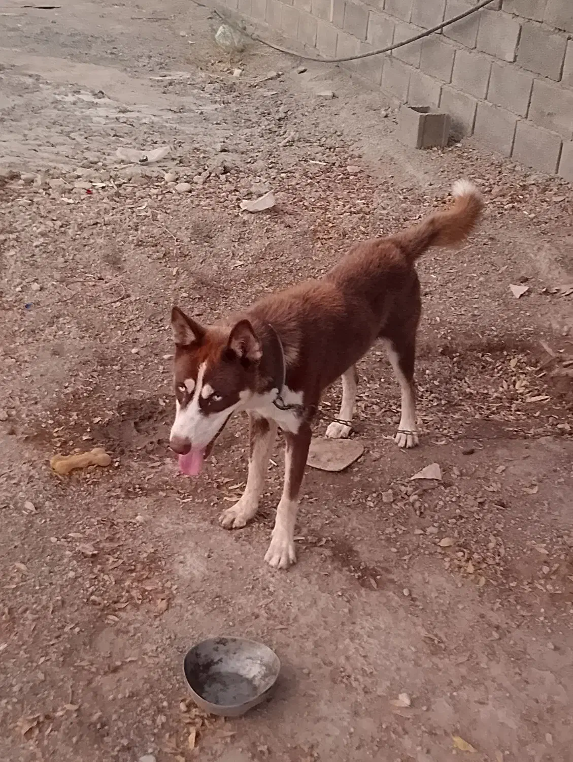 این سگ گم شده به یابنده مژدگانی داده میشود|سگ|جیرفت, |دیوار