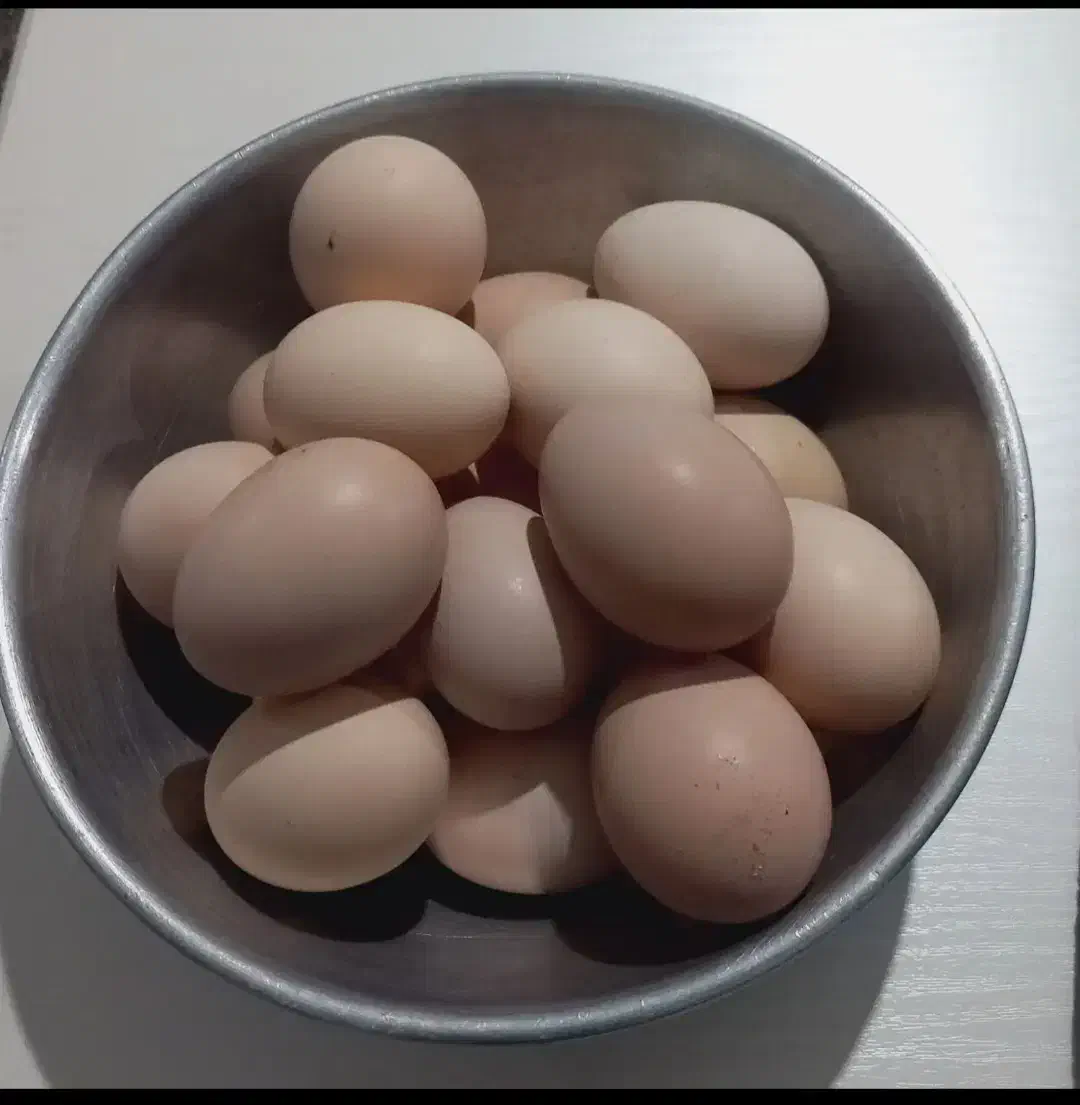 تخم مرغ محلی|خوردنی و آشامیدنی|شیروان (خراسان), |دیوار