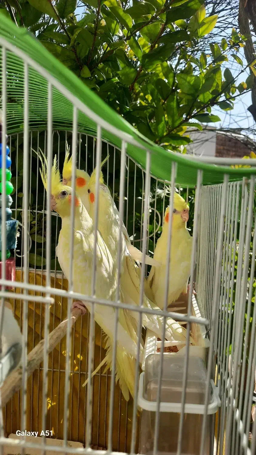 عروس هلندی|پرنده|الوند, |دیوار