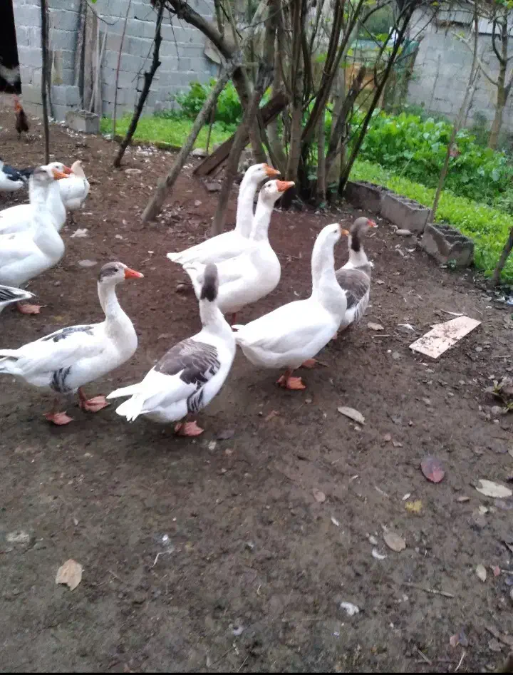 غاز،مرغ و خروس،اردک اسرائیلی|حیوانات مزرعه|سنگر, |دیوار