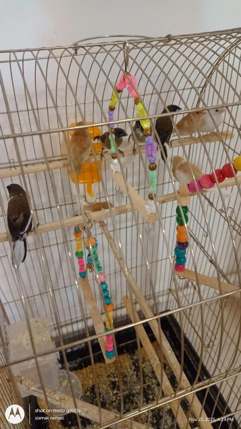 فنچ بنگالی (معاوضه)|پرنده|اندیشه, اندیشه فاز ۳|دیوار