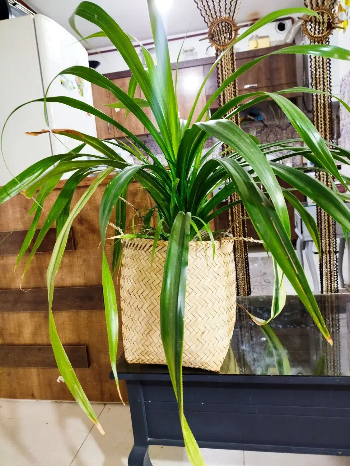 گل پاندانوس سالم|گل و گیاه طبیعی|مشهد, شهید قربانی|دیوار