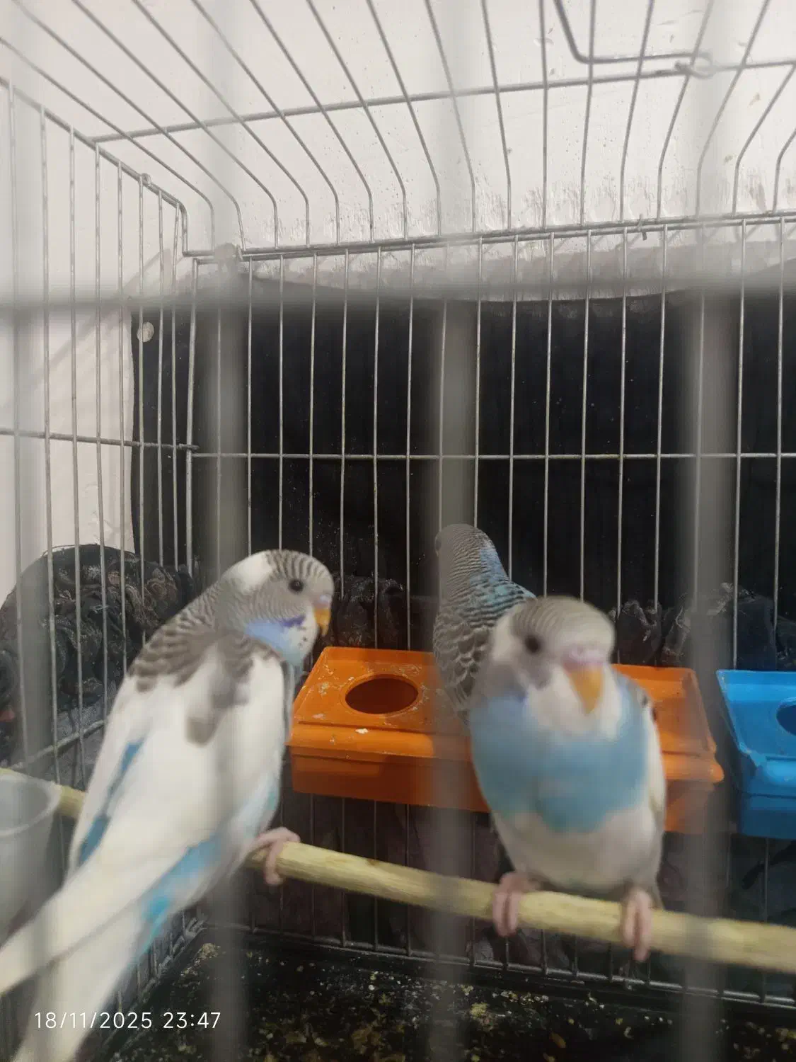 مرغ عشق اسپانگل و فلو رامشیر|پرنده|رامشیر, |دیوار