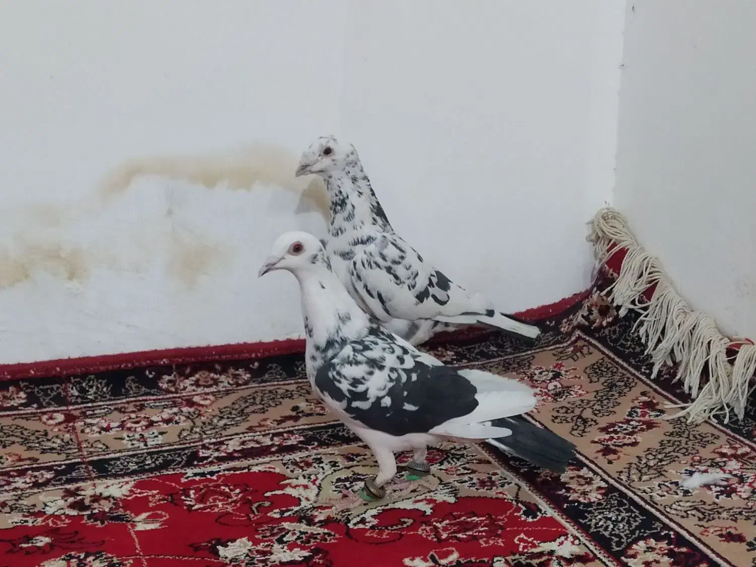 کفتر سار|پرنده|کدکن, |دیوار