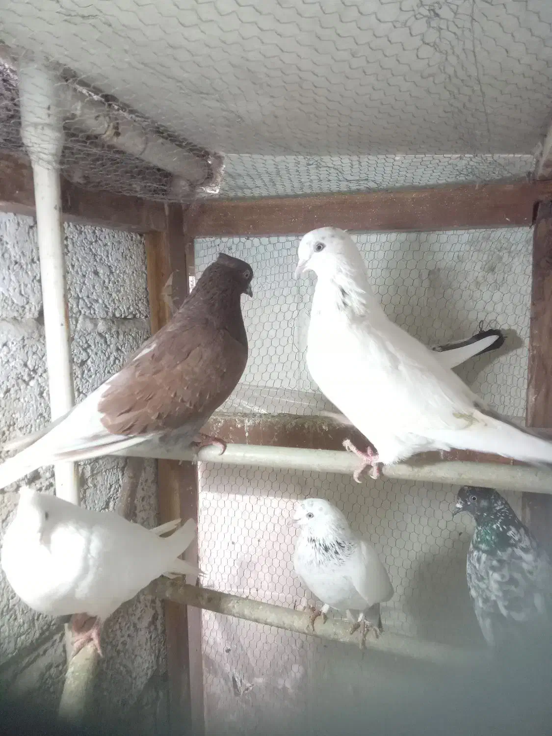 کبوتر|پرنده|رشت, بلوار گیلان|دیوار