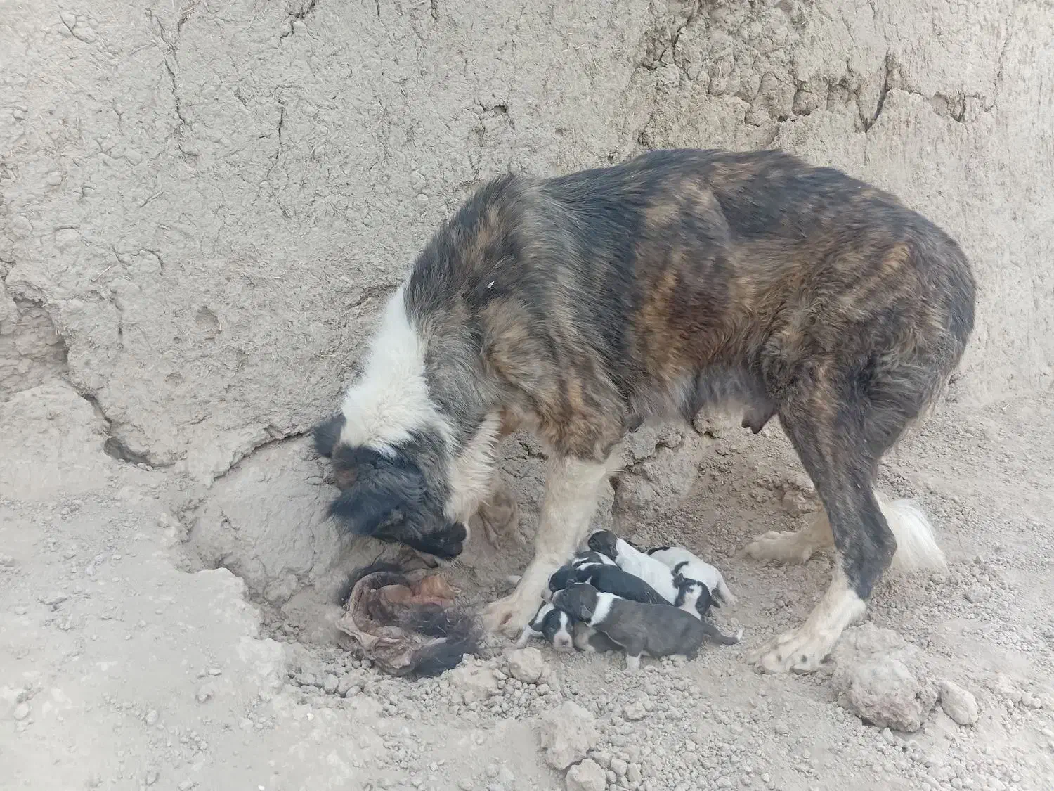 سگ نرولاس|سگ|اصفهان, پرتمان|دیوار