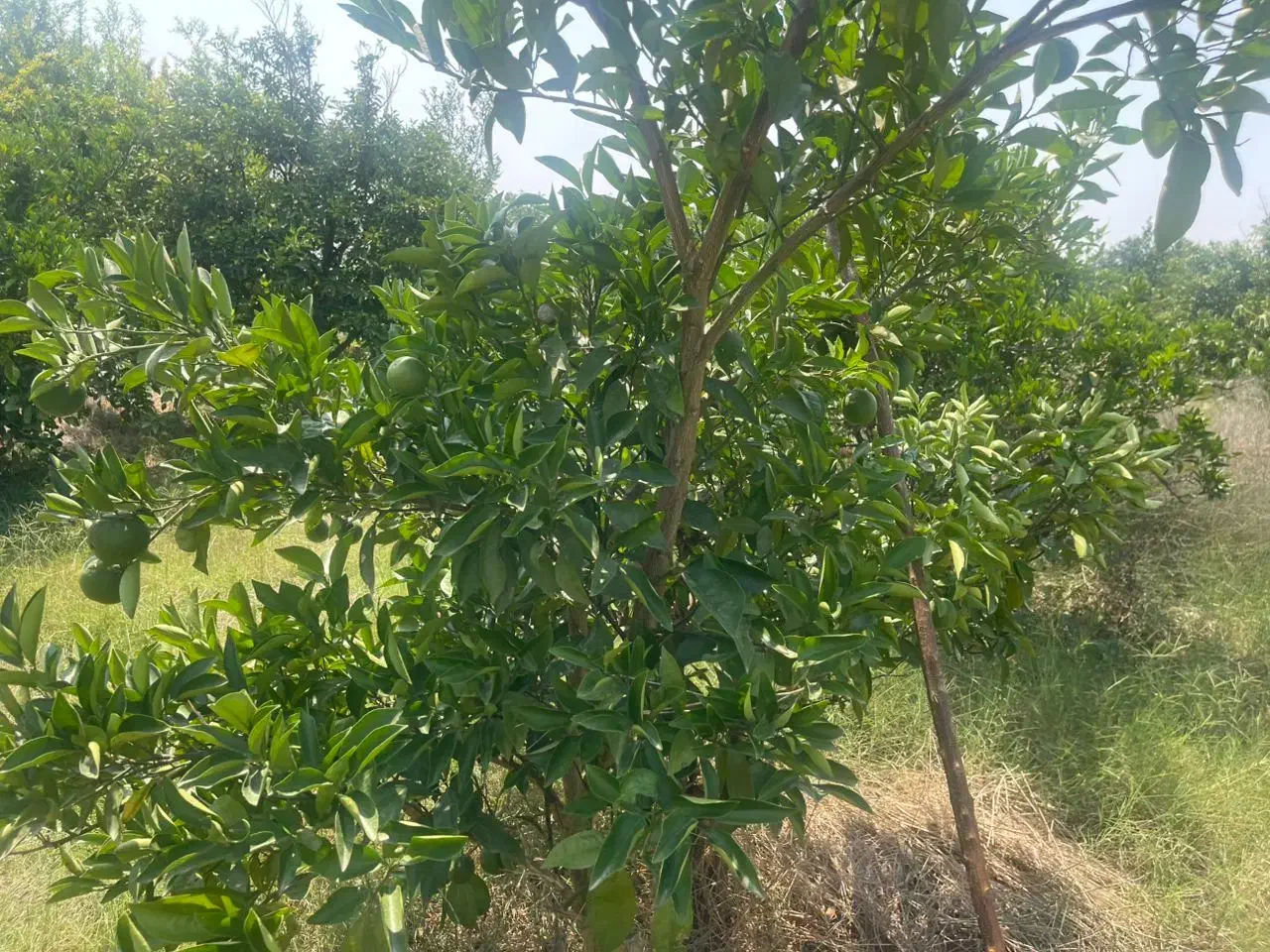 معاوضه زمین مناسب باغ ویلادرساری با خودرو و ملک|فروش زمین و ملک کلنگی|آکند, |دیوار