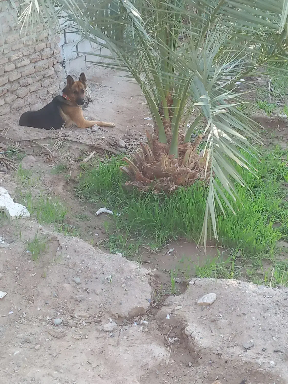 ژرمن نر|سگ|بم, |دیوار