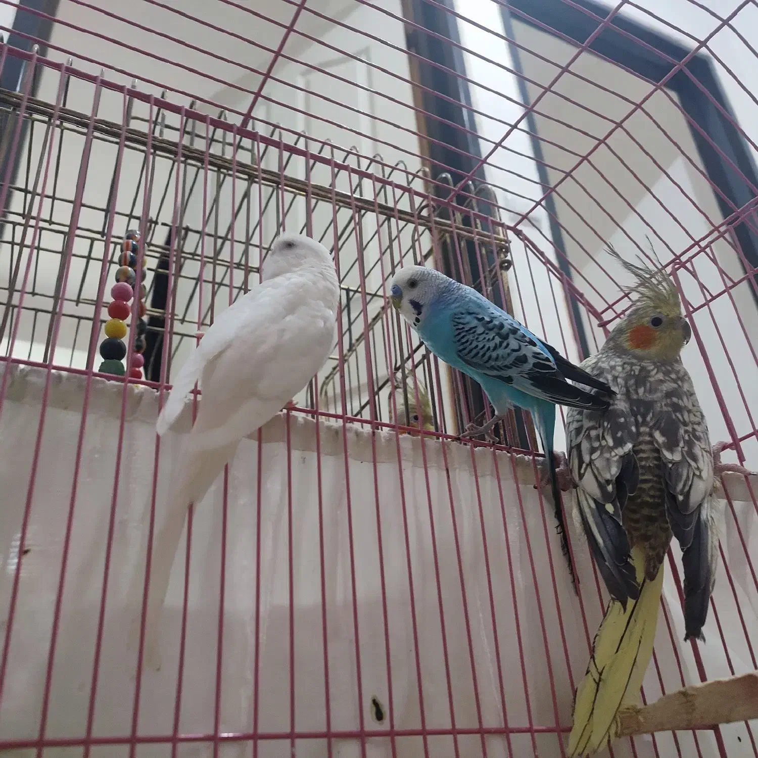 یک جفت مرغ عشق واقع در اسکو سهند|پرنده|سهند, |دیوار