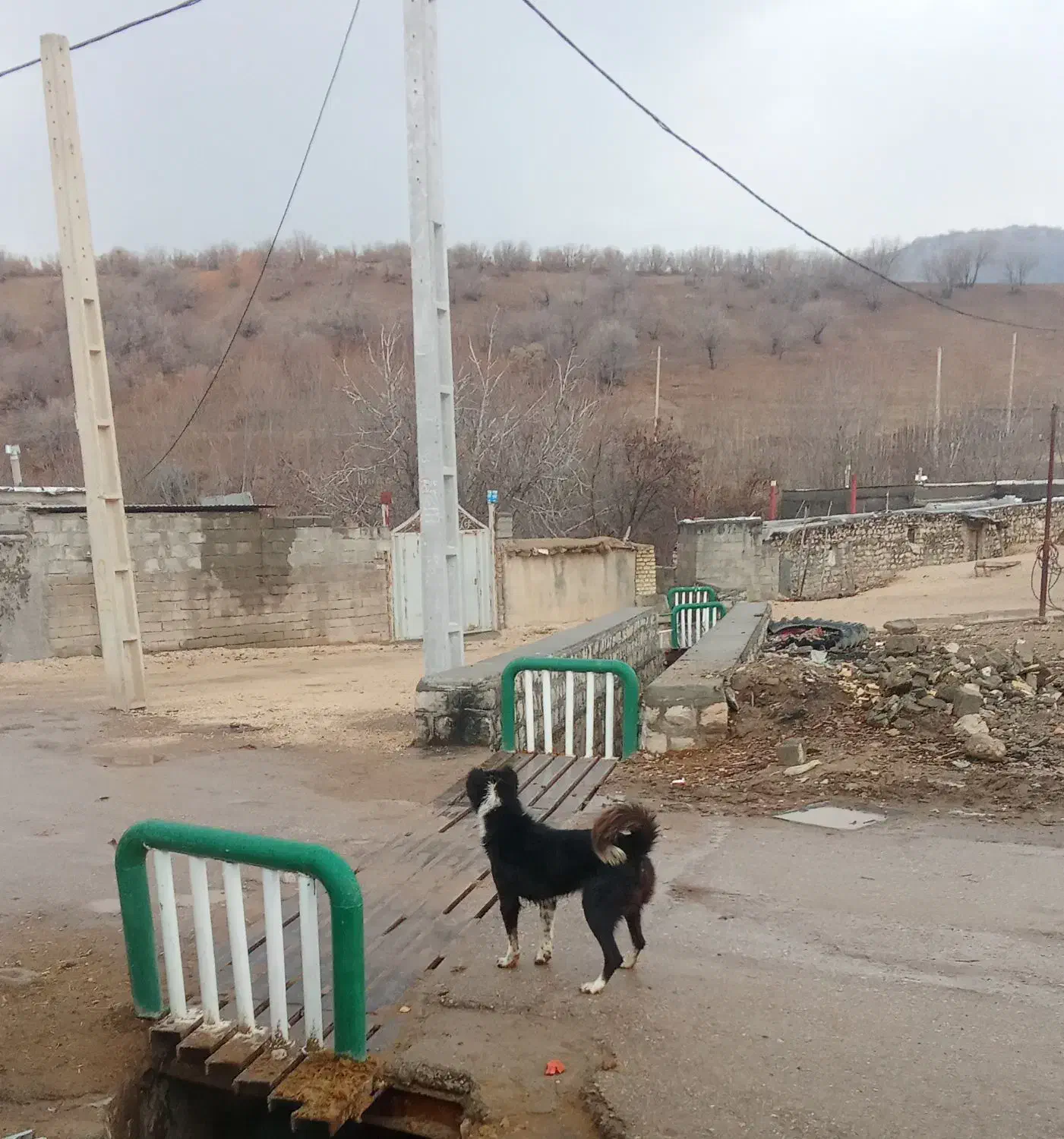 سگ قدریجونی|سگ|خرم‌آباد, |دیوار