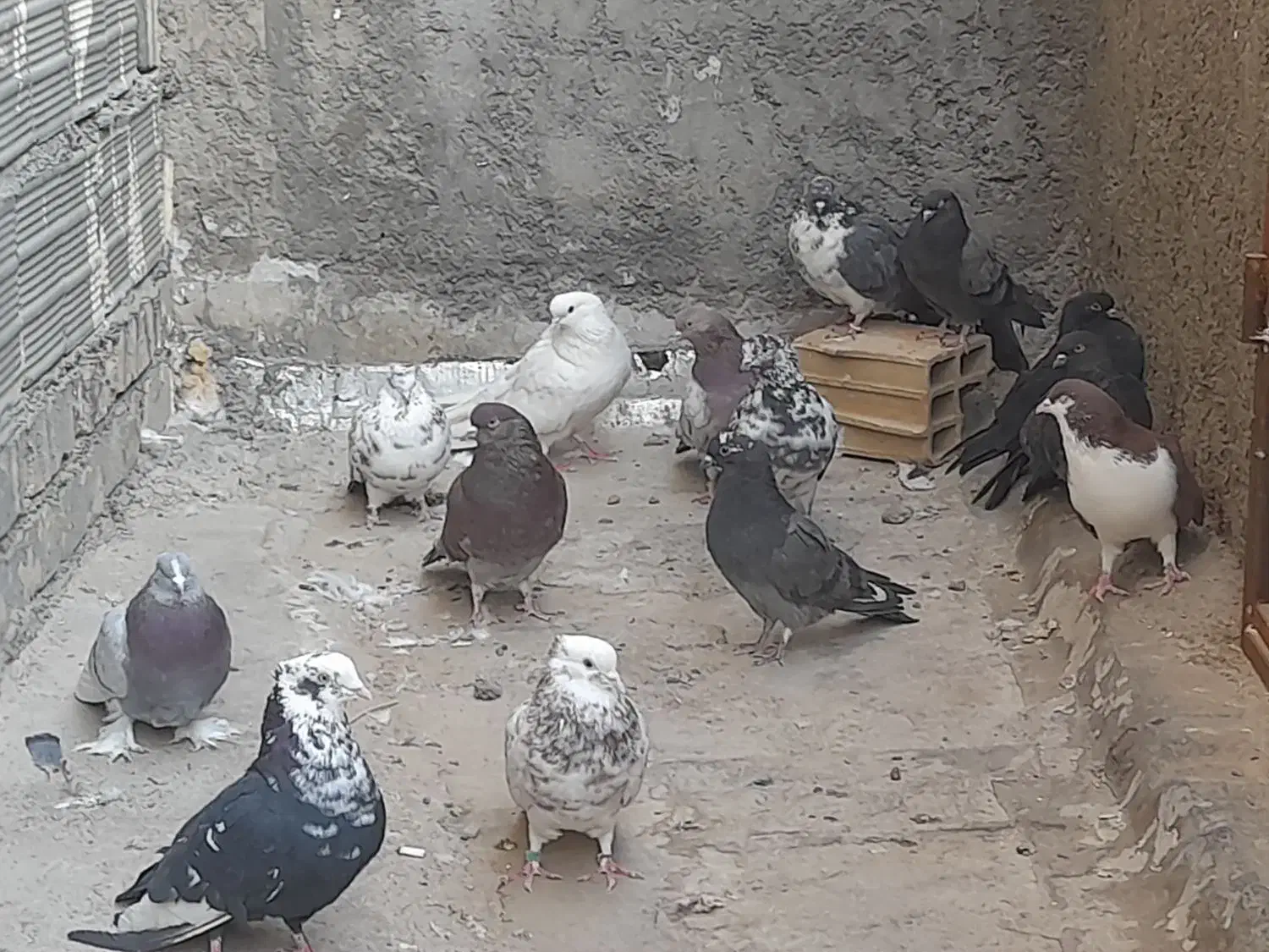 کفتر|پرنده|کهک, |دیوار