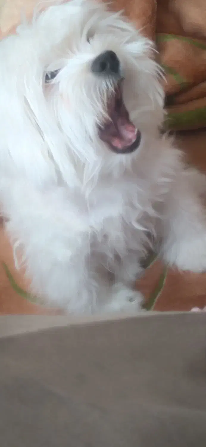 شیتزو نر|سگ|سهند, |دیوار