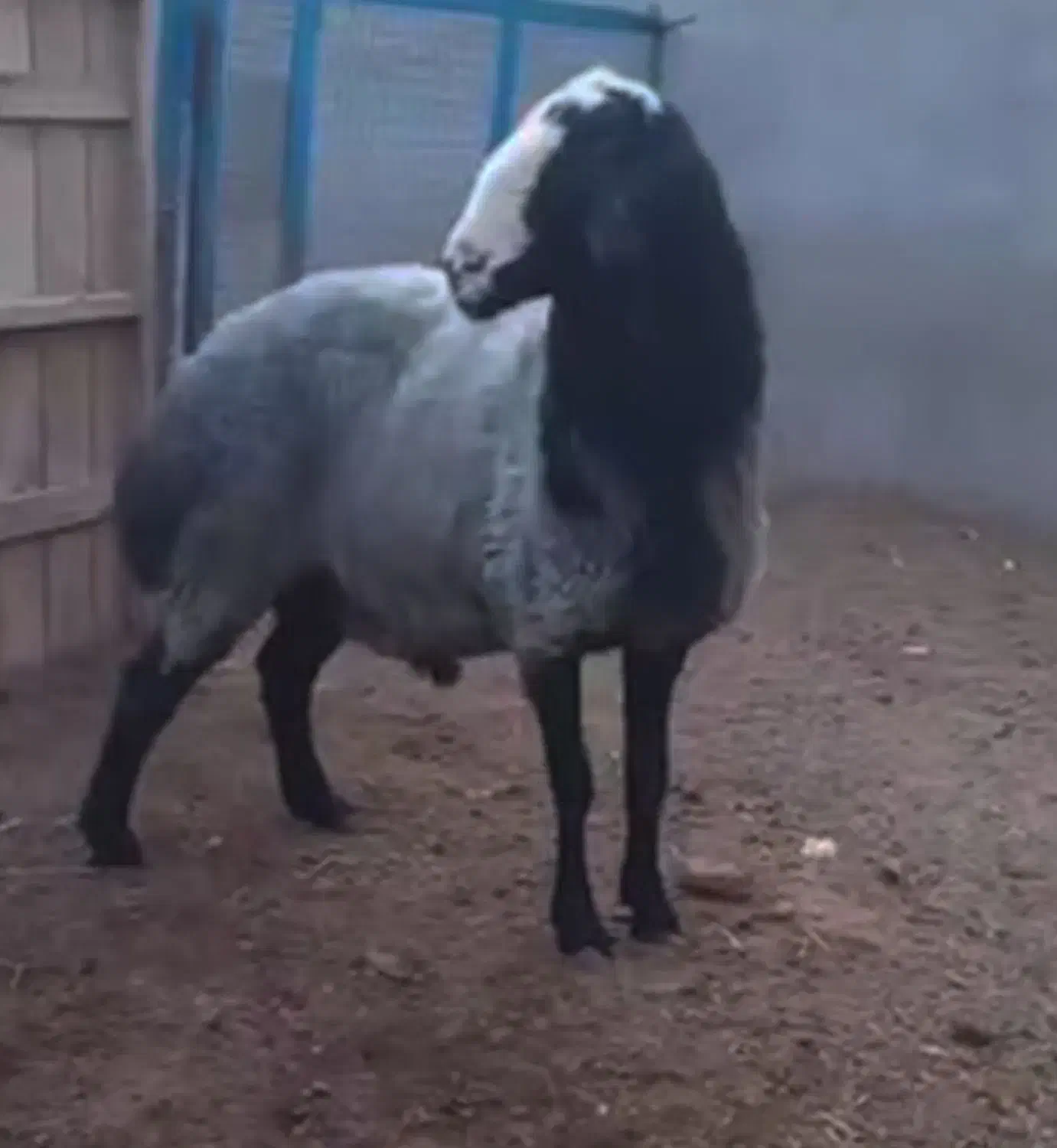 گوسفند|حیوانات مزرعه|قزوین, |دیوار