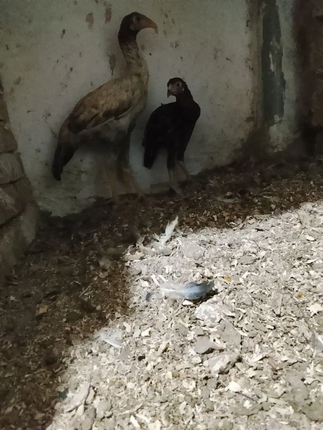 چهار ماکیان با ی جوجه خروس|حیوانات مزرعه|سراوان, |دیوار