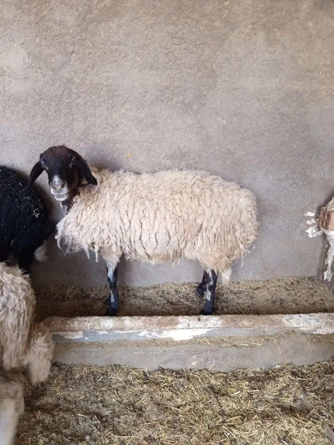 میش|حیوانات مزرعه|زرند, |دیوار