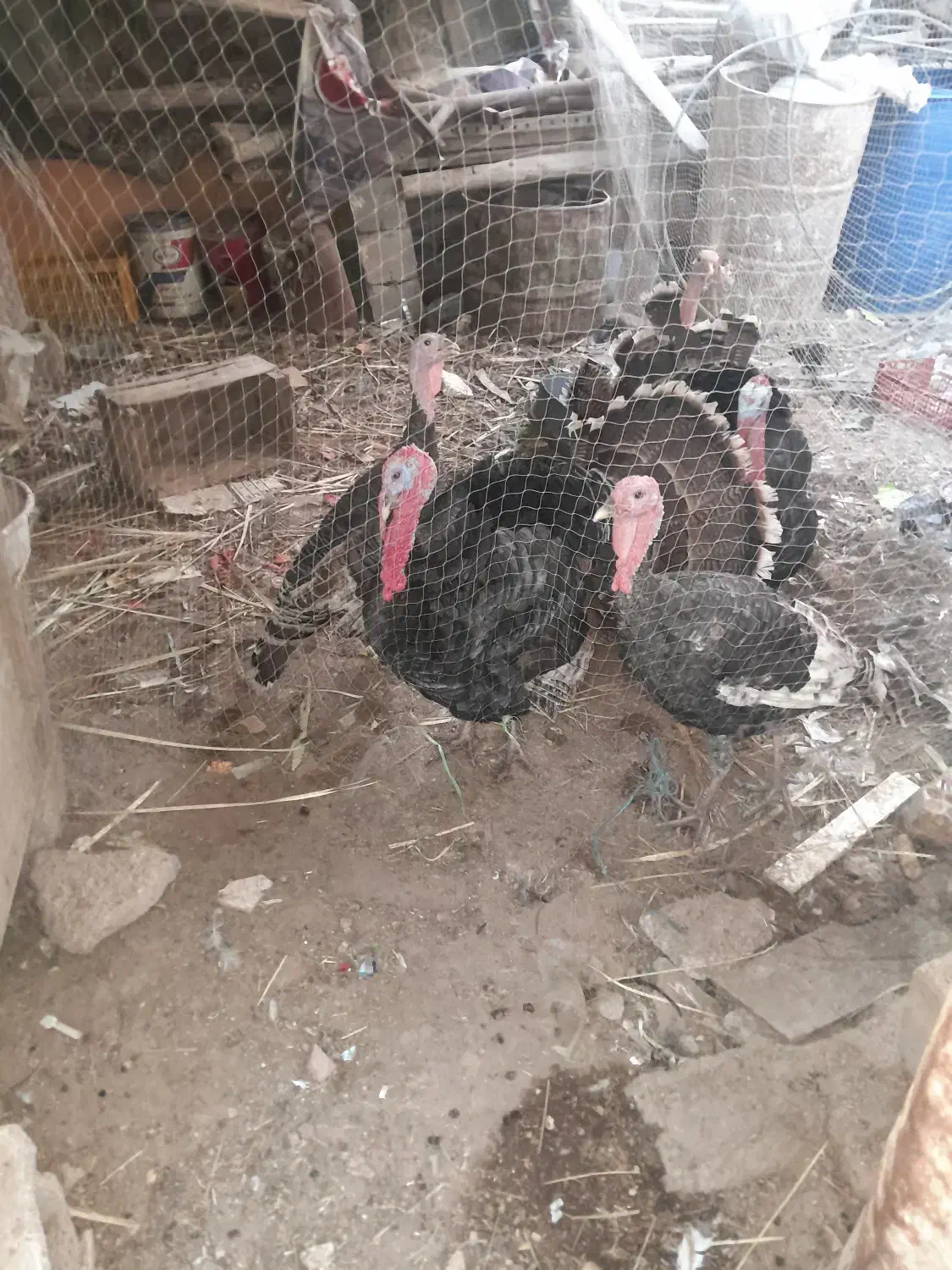 بوقلمون|حیوانات مزرعه|خرمشهر, |دیوار