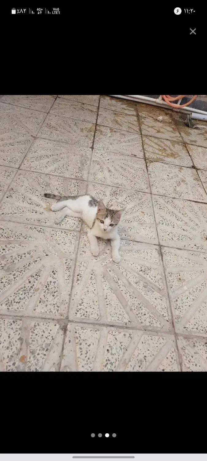 گربه ماده|گربه|قدس, شهرقدس|دیوار