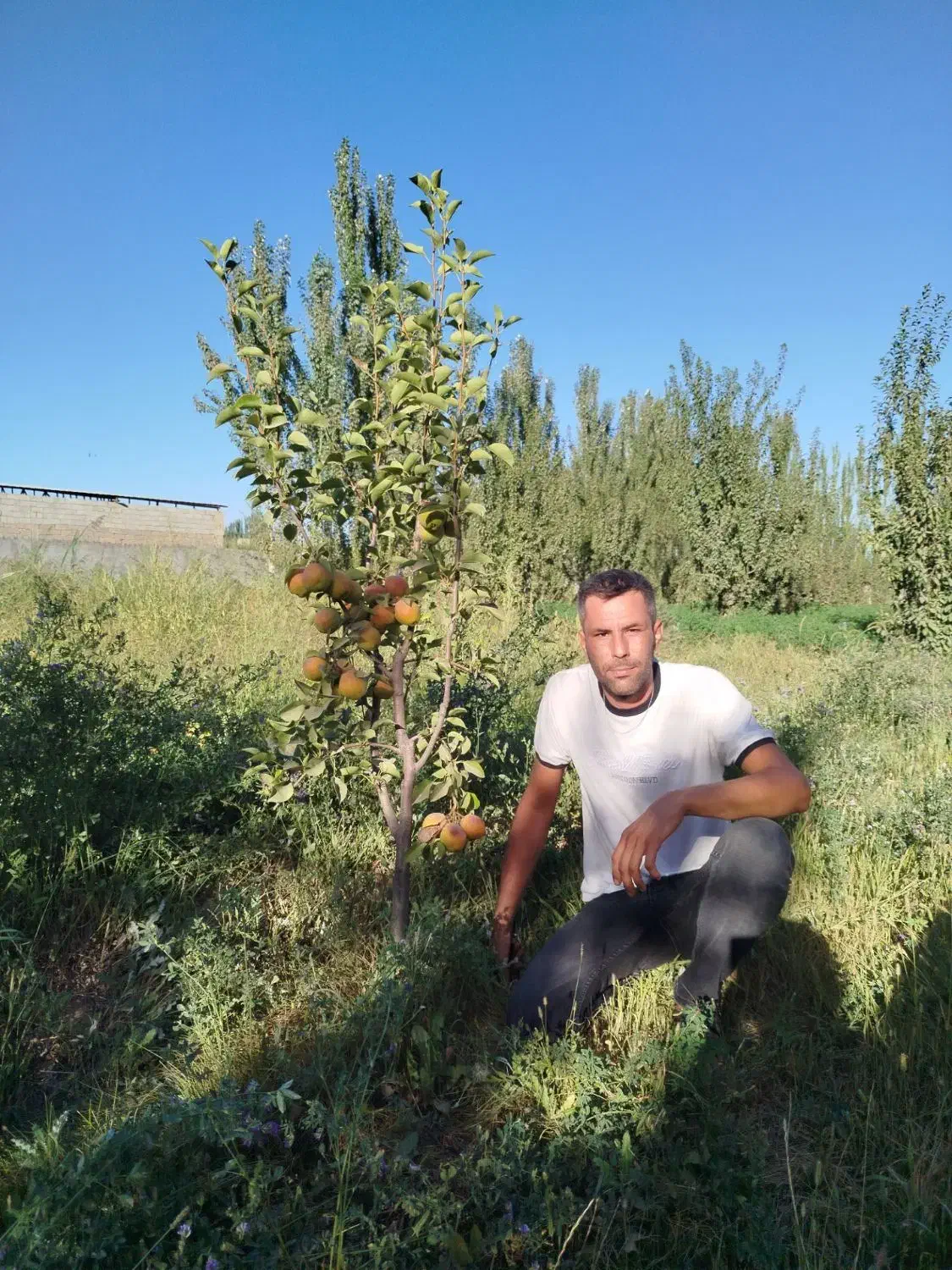 نهال فروشی|حراج|سنندج, |دیوار