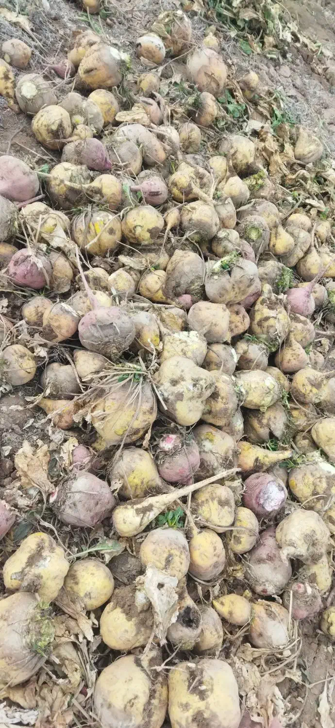 چغندر دامی|لوازم جانبی حیوانات|کبودرآهنگ, |دیوار