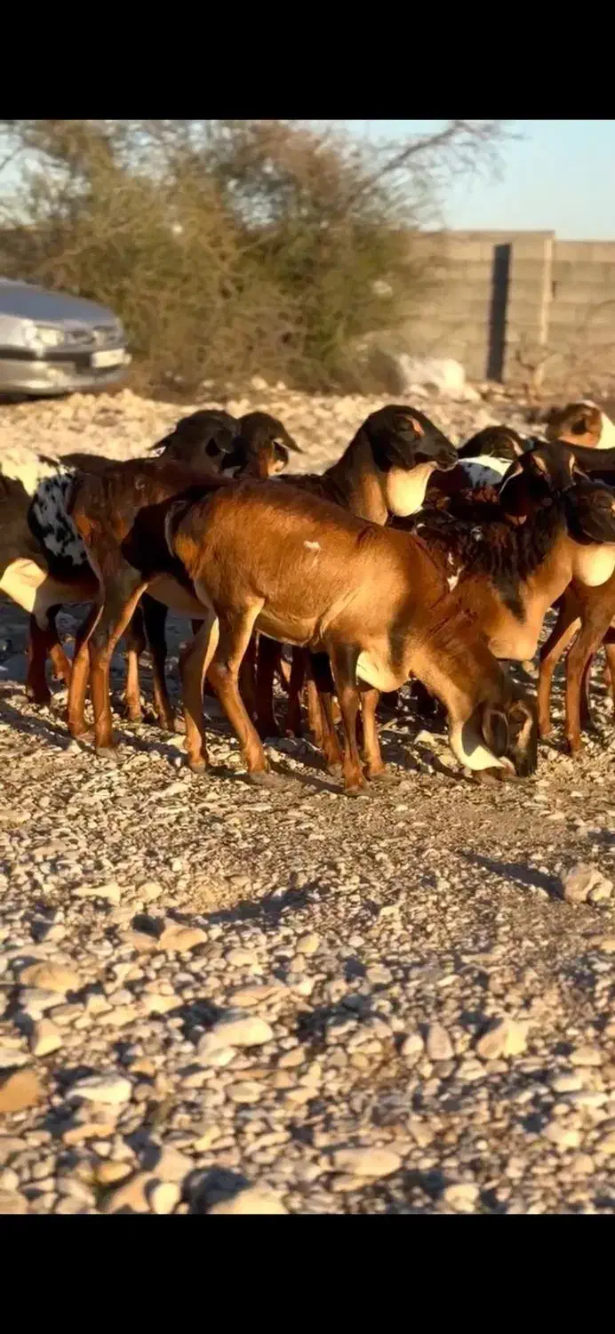 رنگ ناب|حیوانات مزرعه|بندر ماهشهر, |دیوار