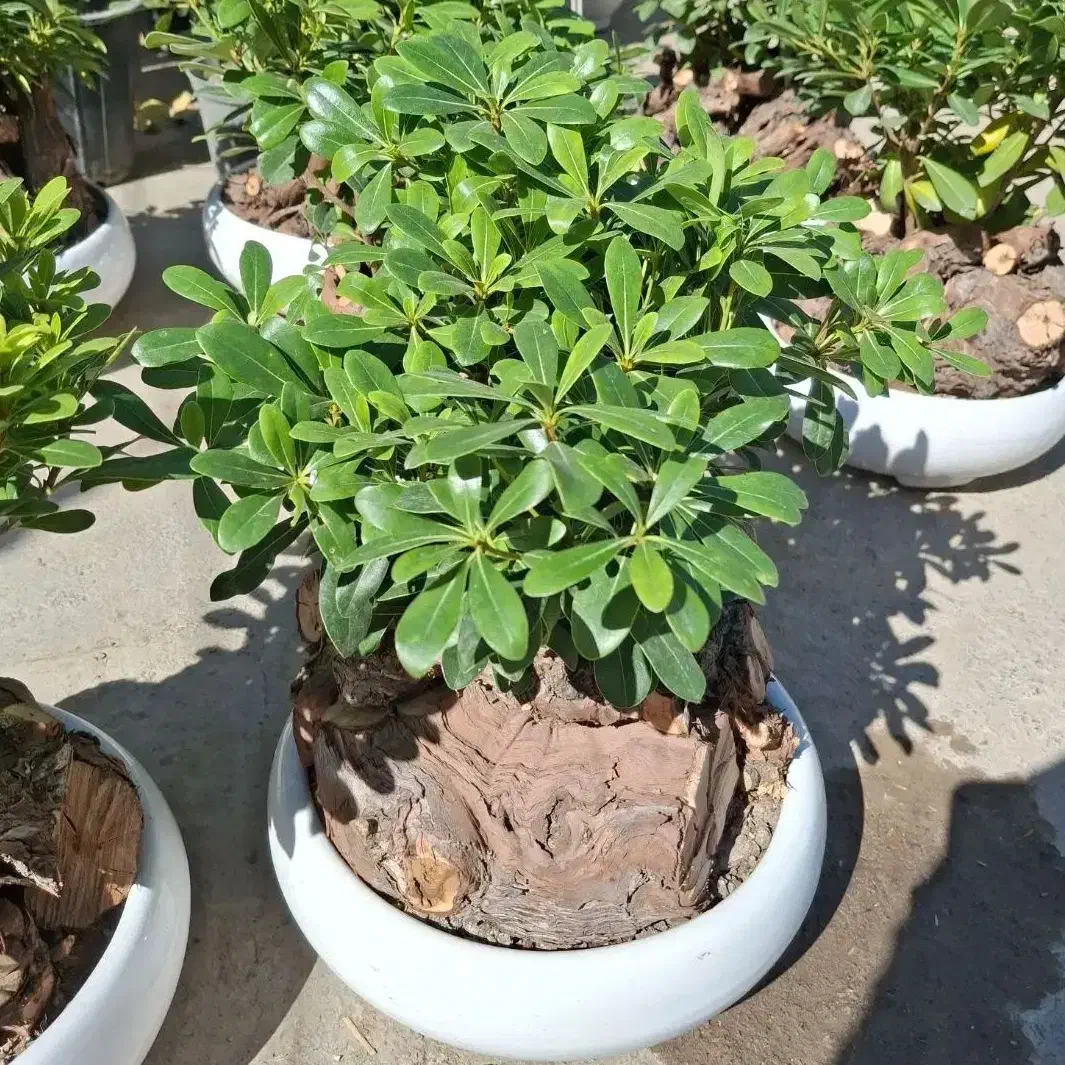 بنسای|گل و گیاه طبیعی|مشهد, نیروی هوایی|دیوار