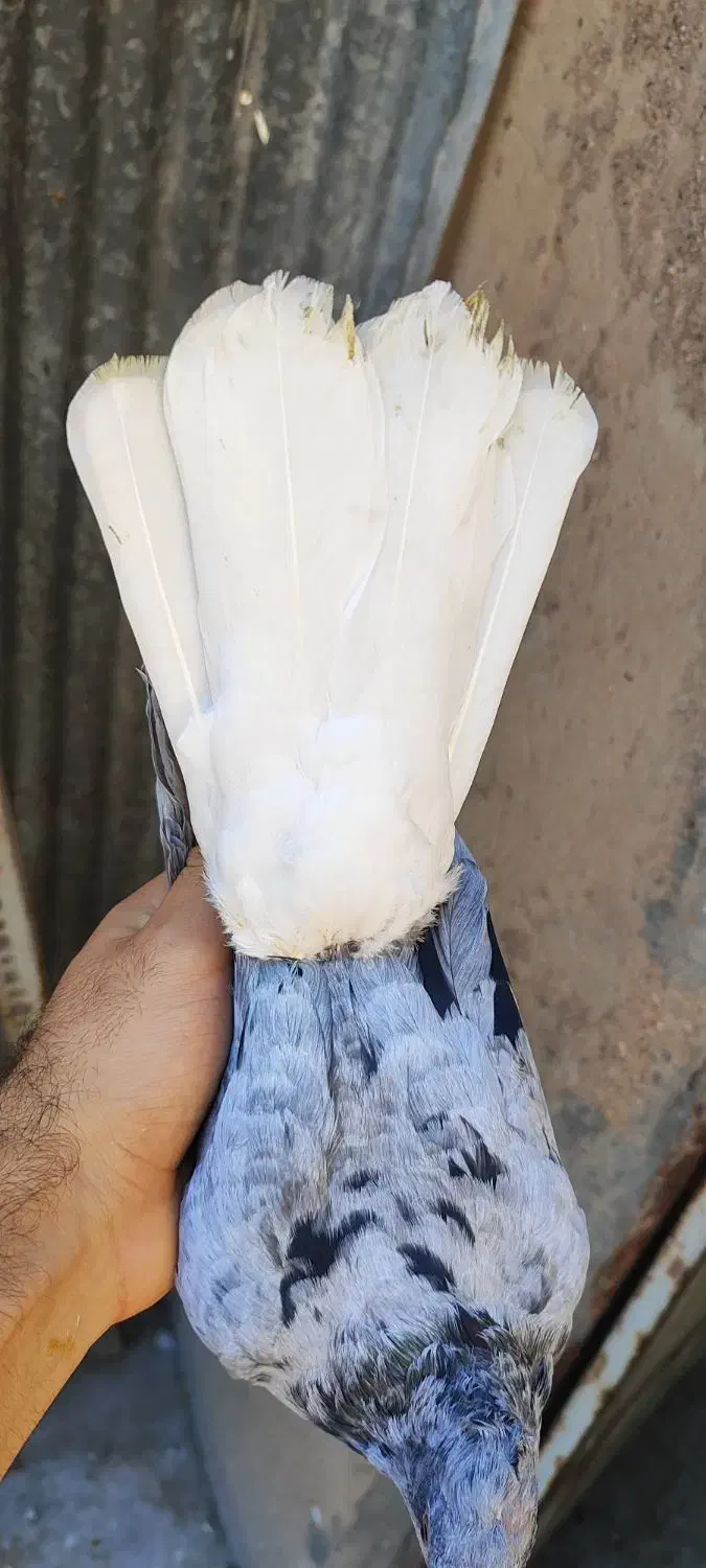 کوهی دم سفید ماده|پرنده|اهواز, ۳۰ متری|دیوار