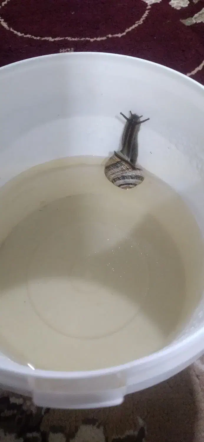 حلزون|خزنده|شوش, |دیوار