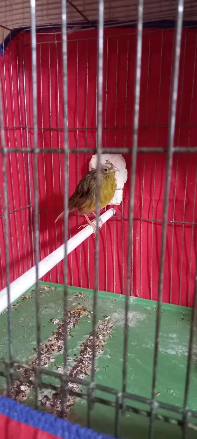 ماده قناری اماده|پرنده|رزن, |دیوار