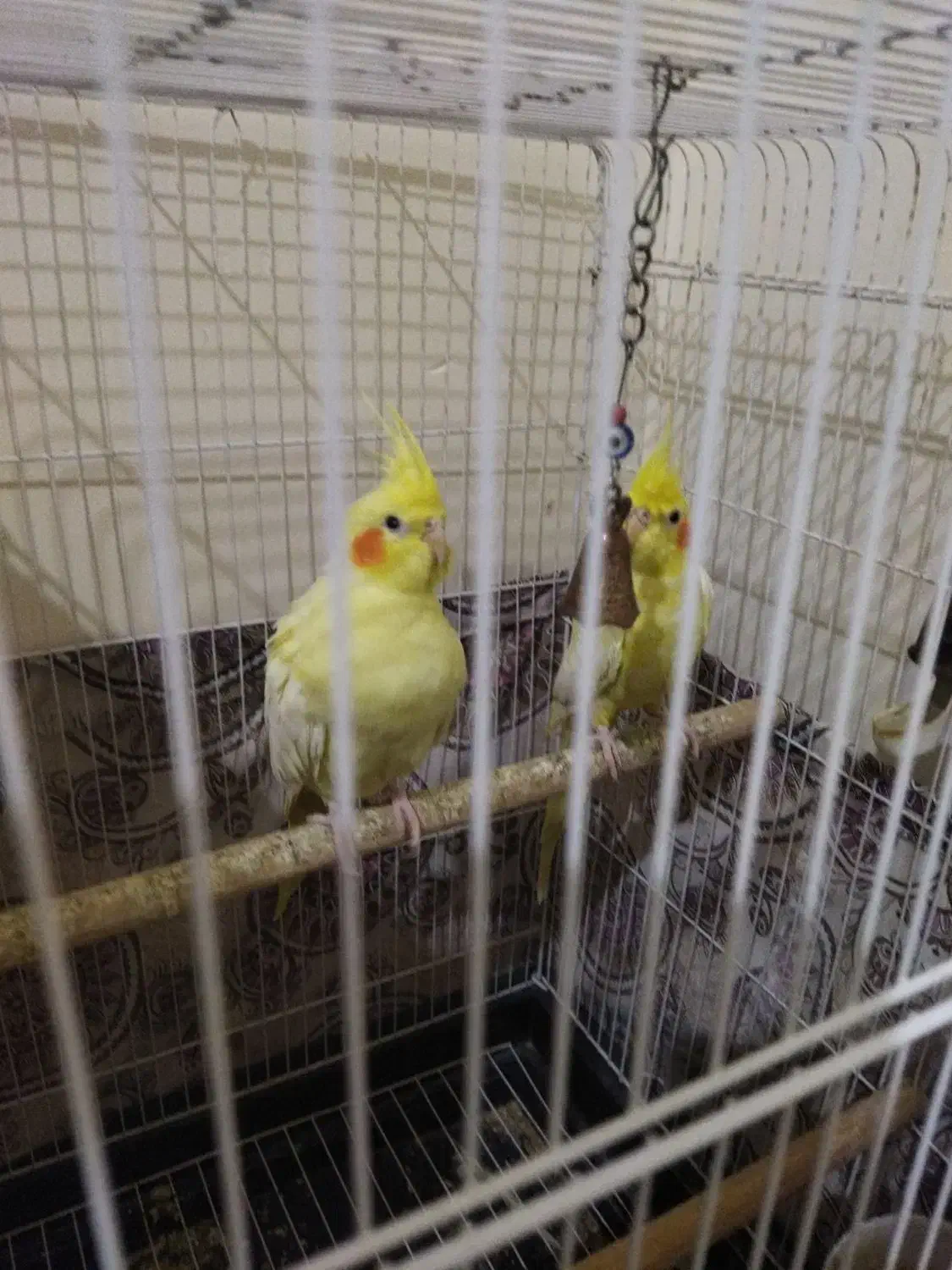 عروس هلندی|پرنده|محمدشهر, کوی بهار|دیوار