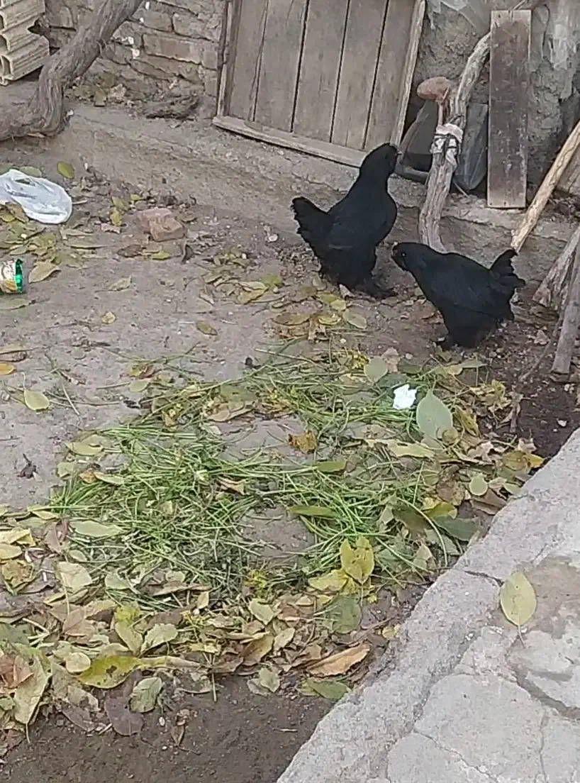 فریح مرده اصل|حیوانات مزرعه|آذرشهر, |دیوار